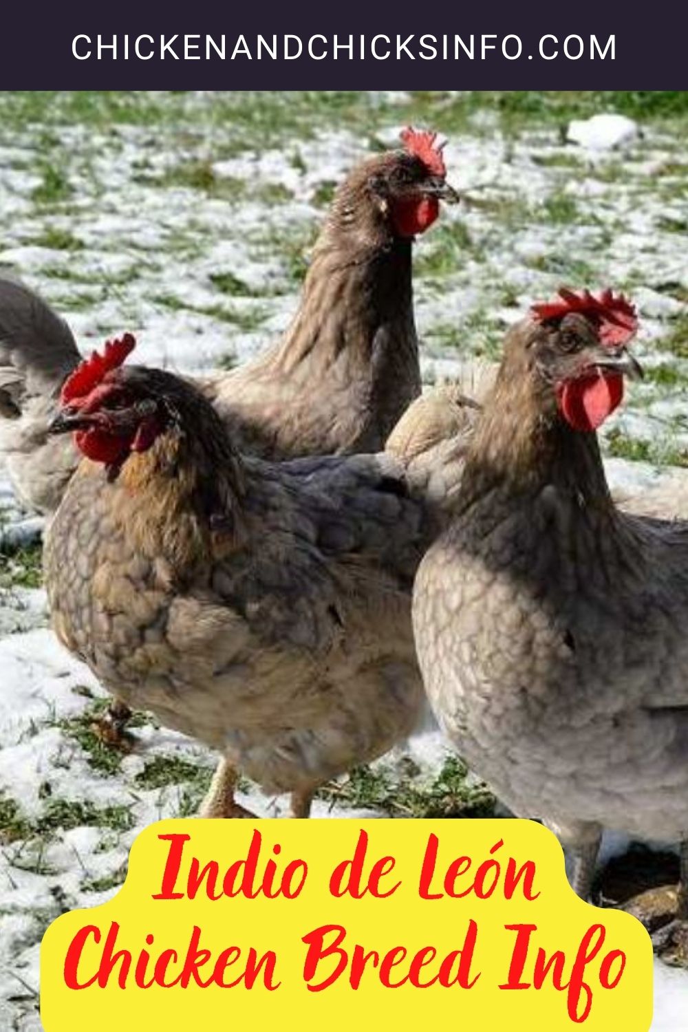 Indio de León Chicken Breed Info pinterest image.