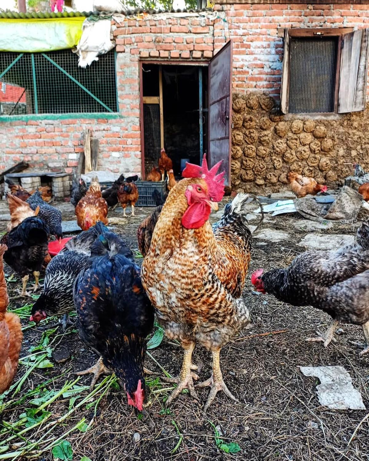 A Kuroiler chicken flock in a backyard forages.