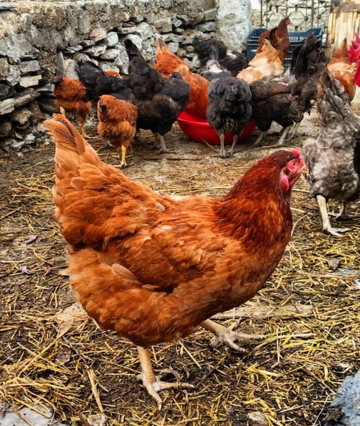 An adorable brown Kuroiler hen in a backyard forages.