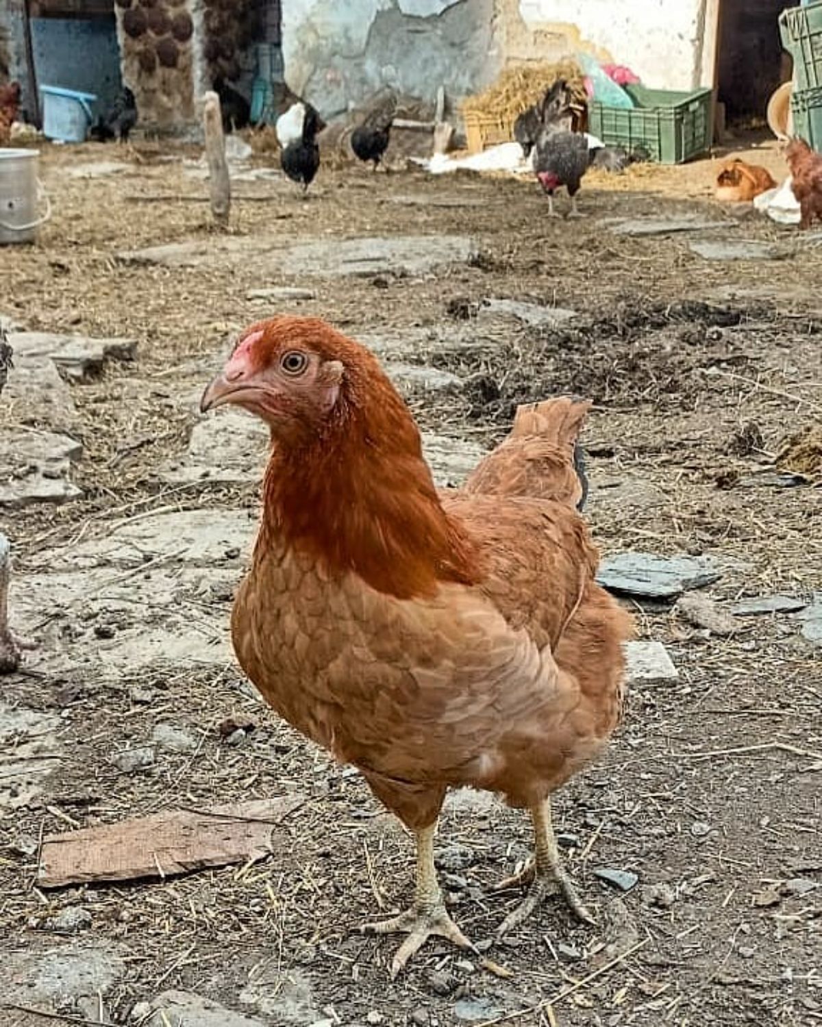 An adorable brown Kuroiler hen wandering in a backyard.
