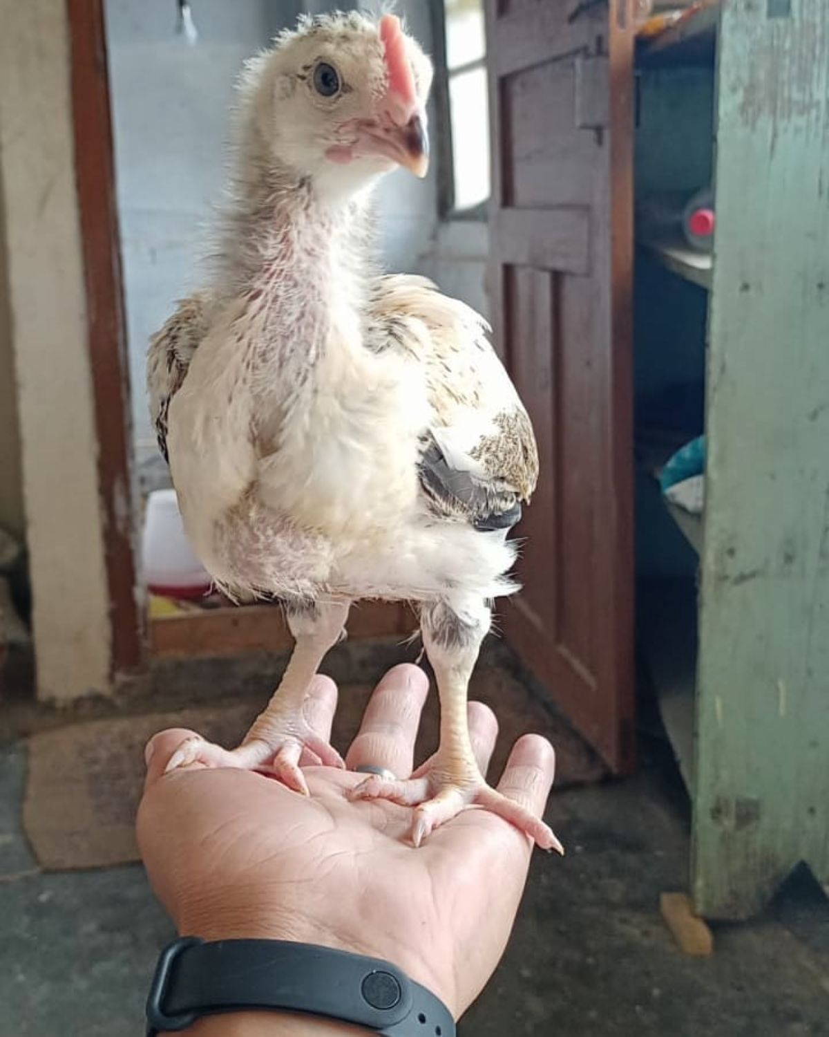 An adorable Kuroiler pullet stands on a farmer's hand.