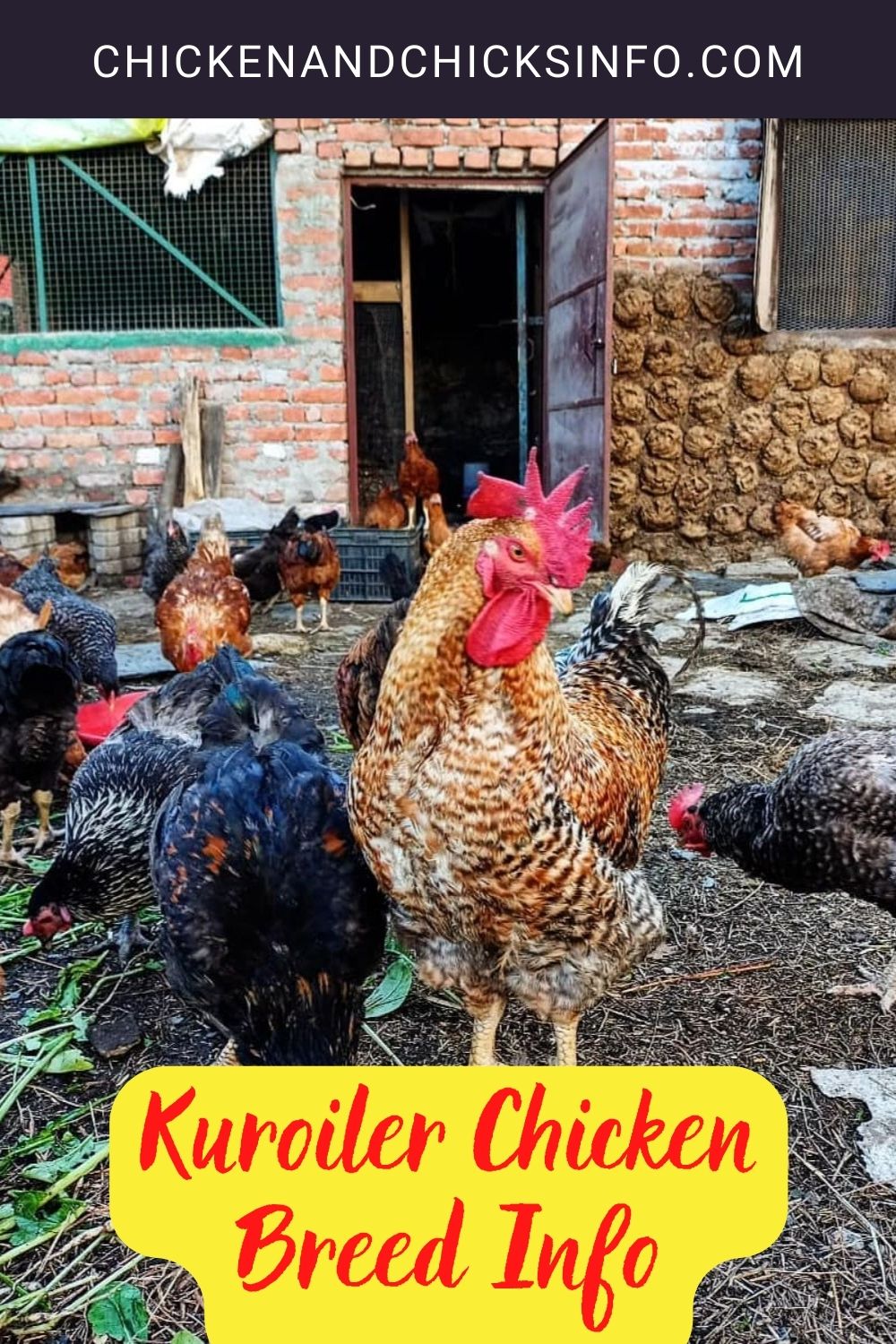 Kuroiler Chicken Breed Info pinterest image.