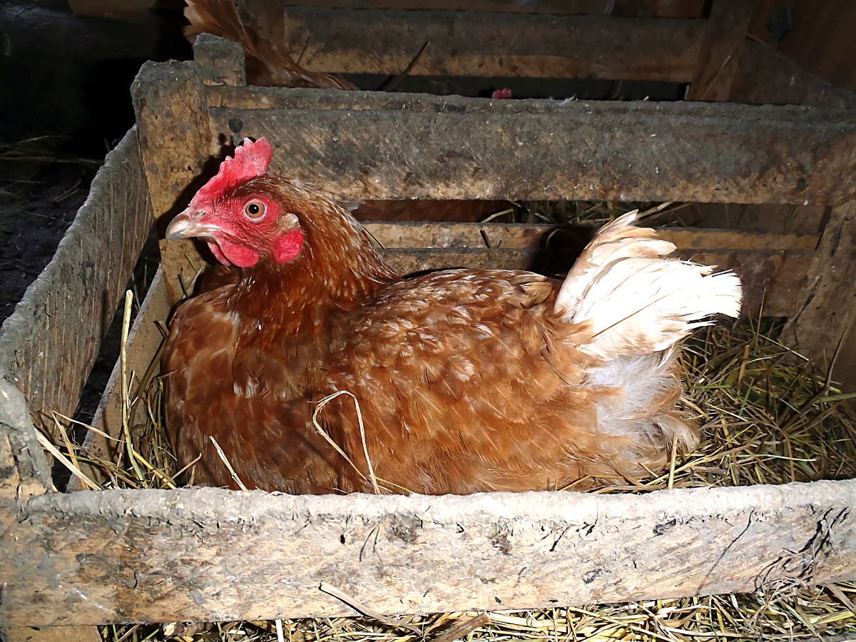 An adorable Lohmann Brown hen lays an egg in a nest.