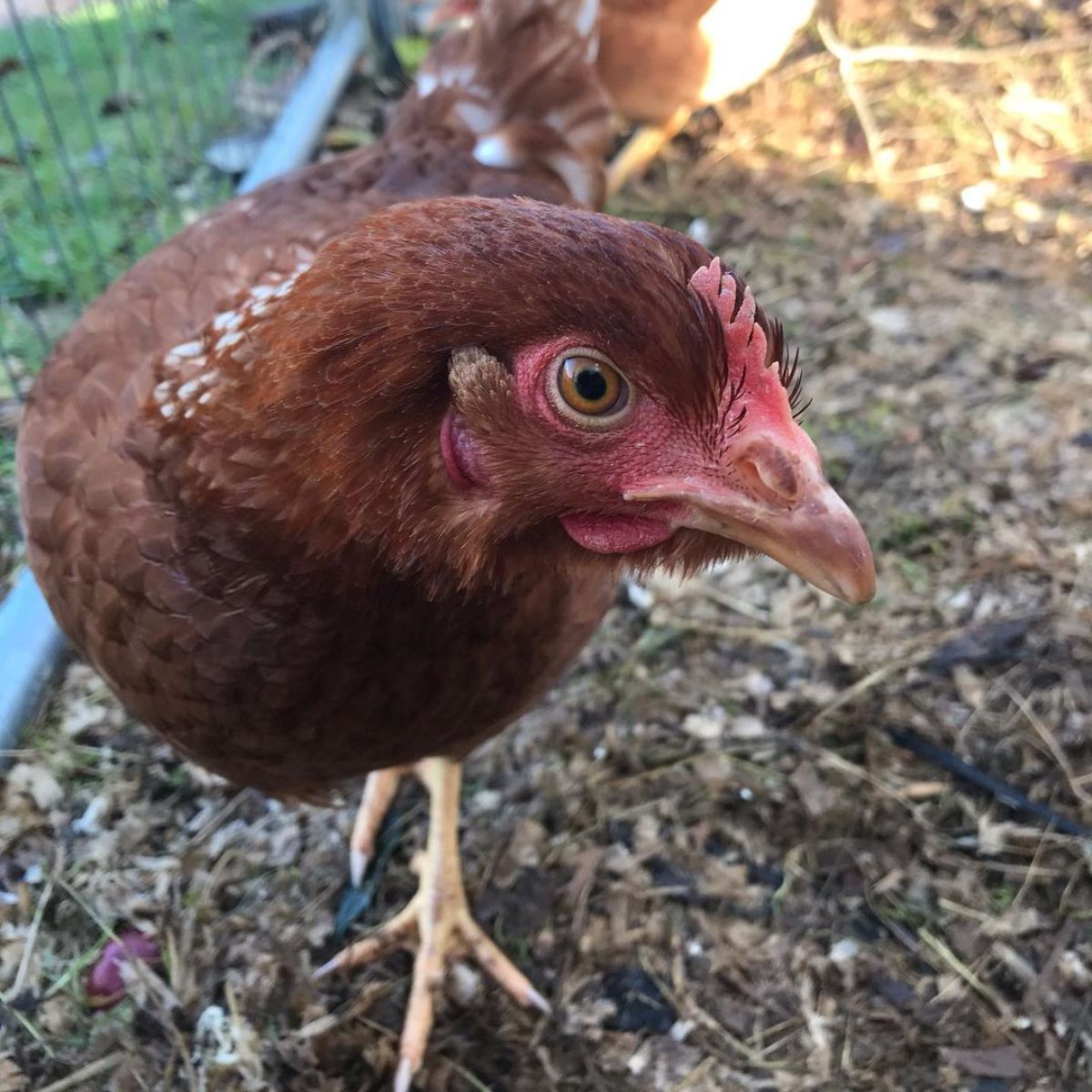 An adorable Lohmann Brown hen wanders in a chicken tractor.