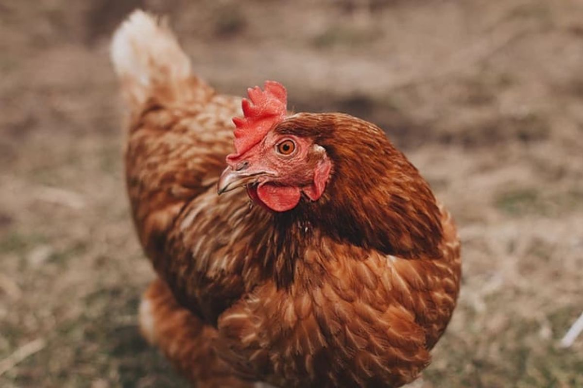 An adorable Lohmann Brown hen in a backyard.