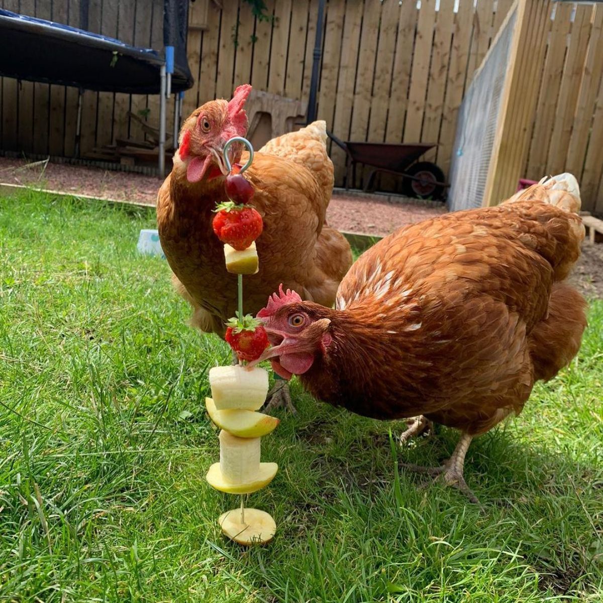 Two adorable Lohmann Brown hens feasting on a fruit treat.