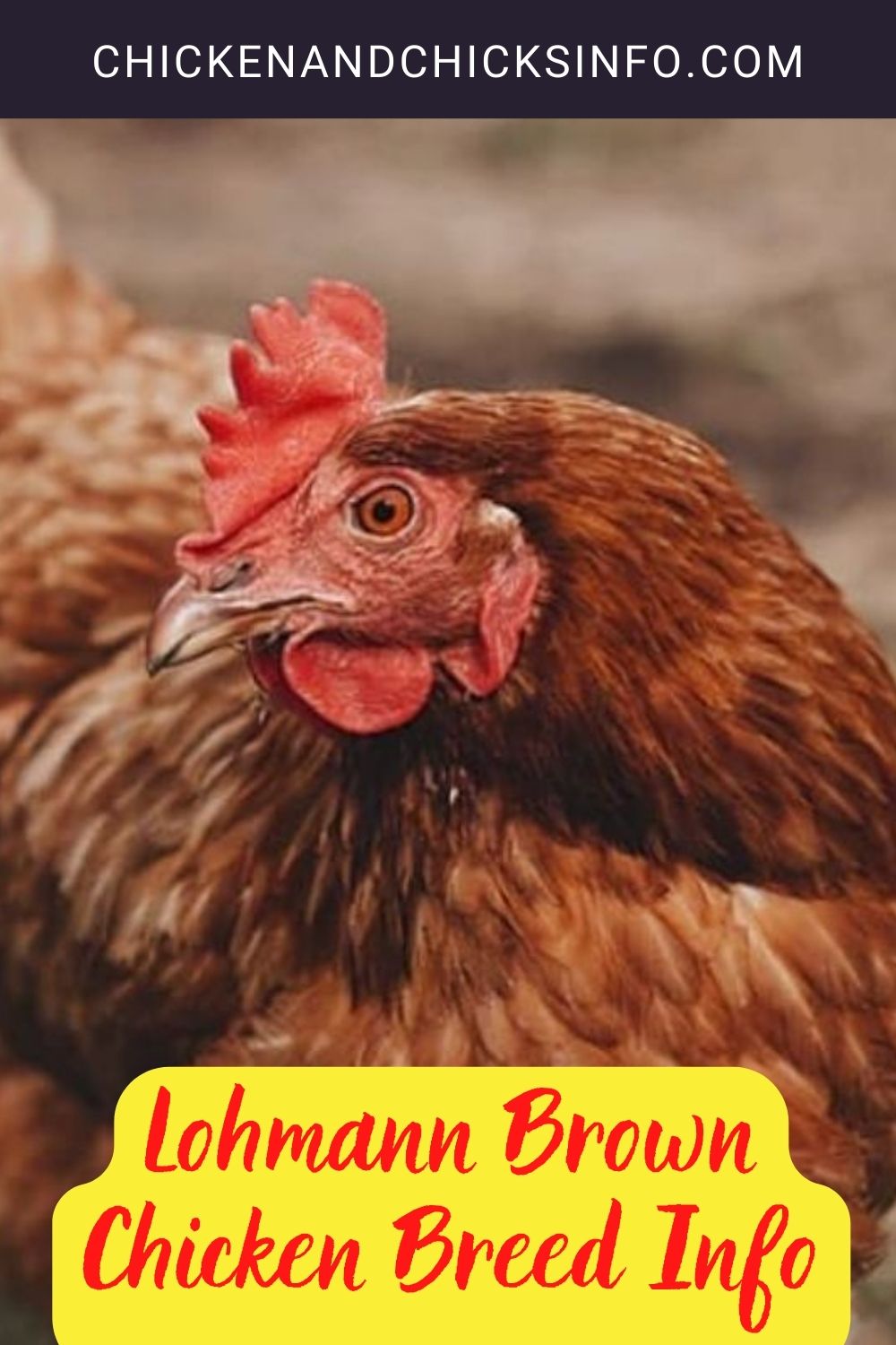 Lohmann Brown Chicken Breed Info pinterest image.
