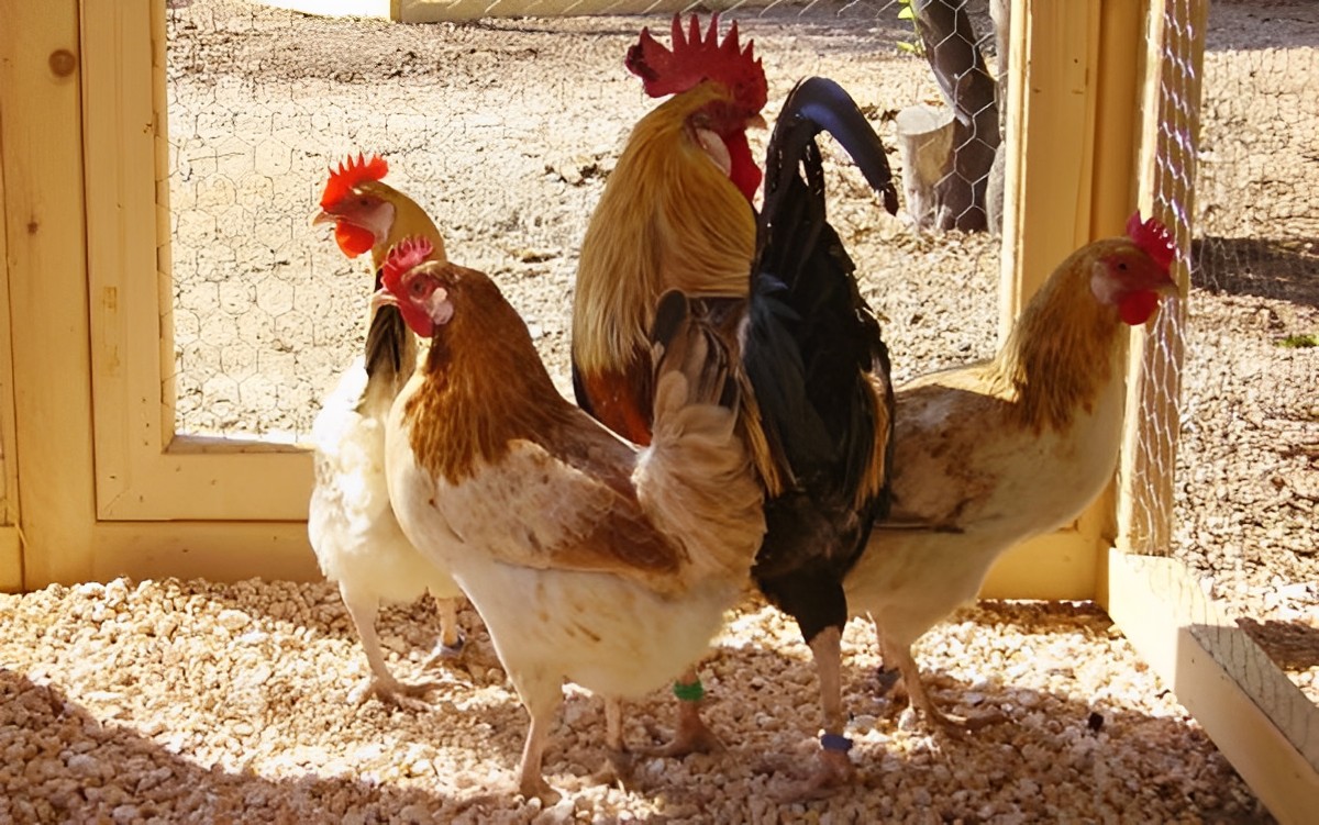 A Majorcan chicken flock in a chicken coop.