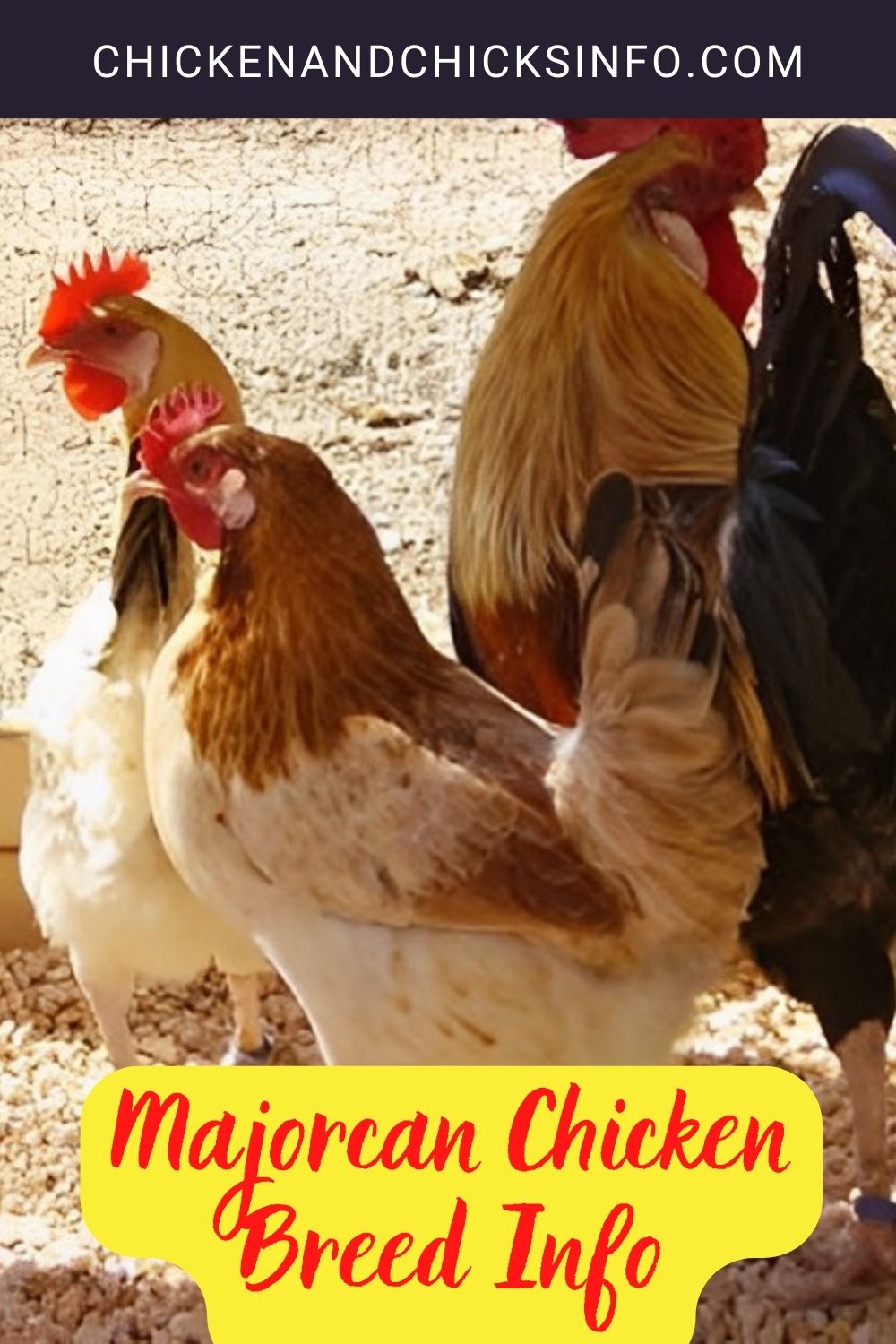 Majorcan Chicken Breed Info pinterest image.
