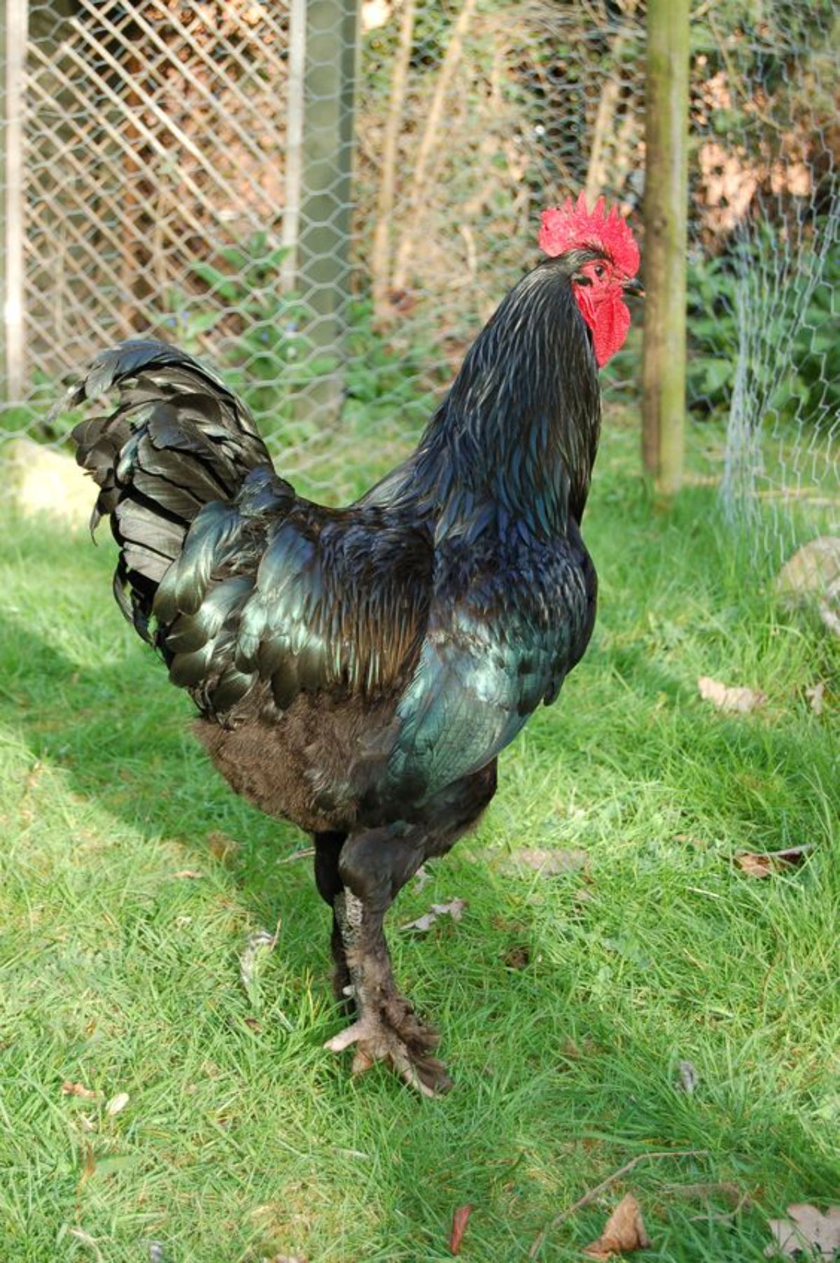 A big, tall, Modern Langshan rooster in a backyard.