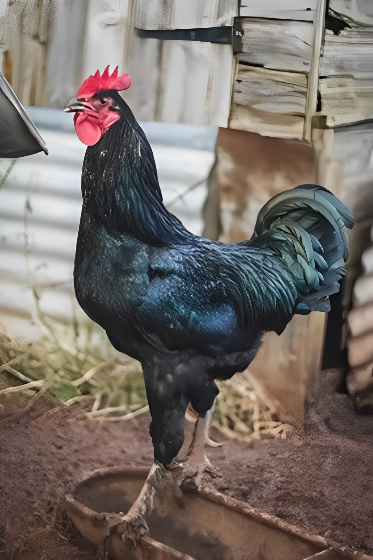 A big, tall, Modern Langshan rooster stands on a feeder in a backyard.