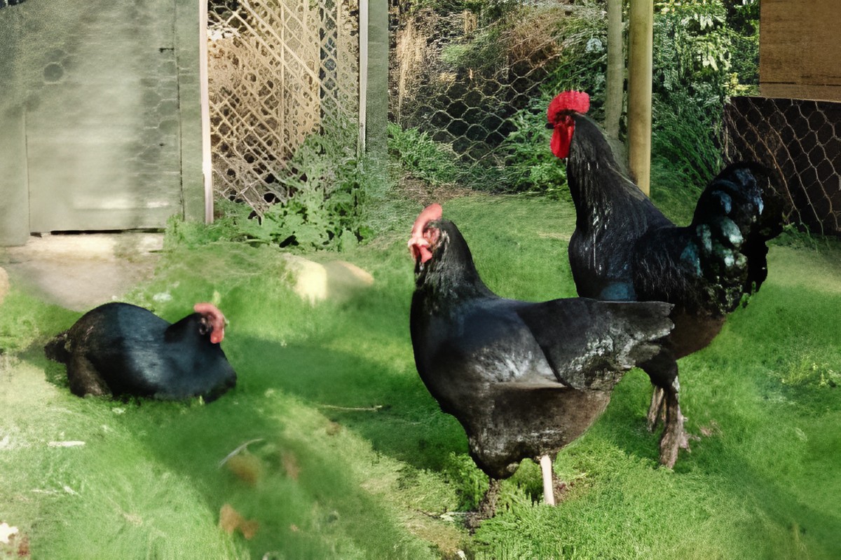 A Modern Langshan chicken flock in a backyard.