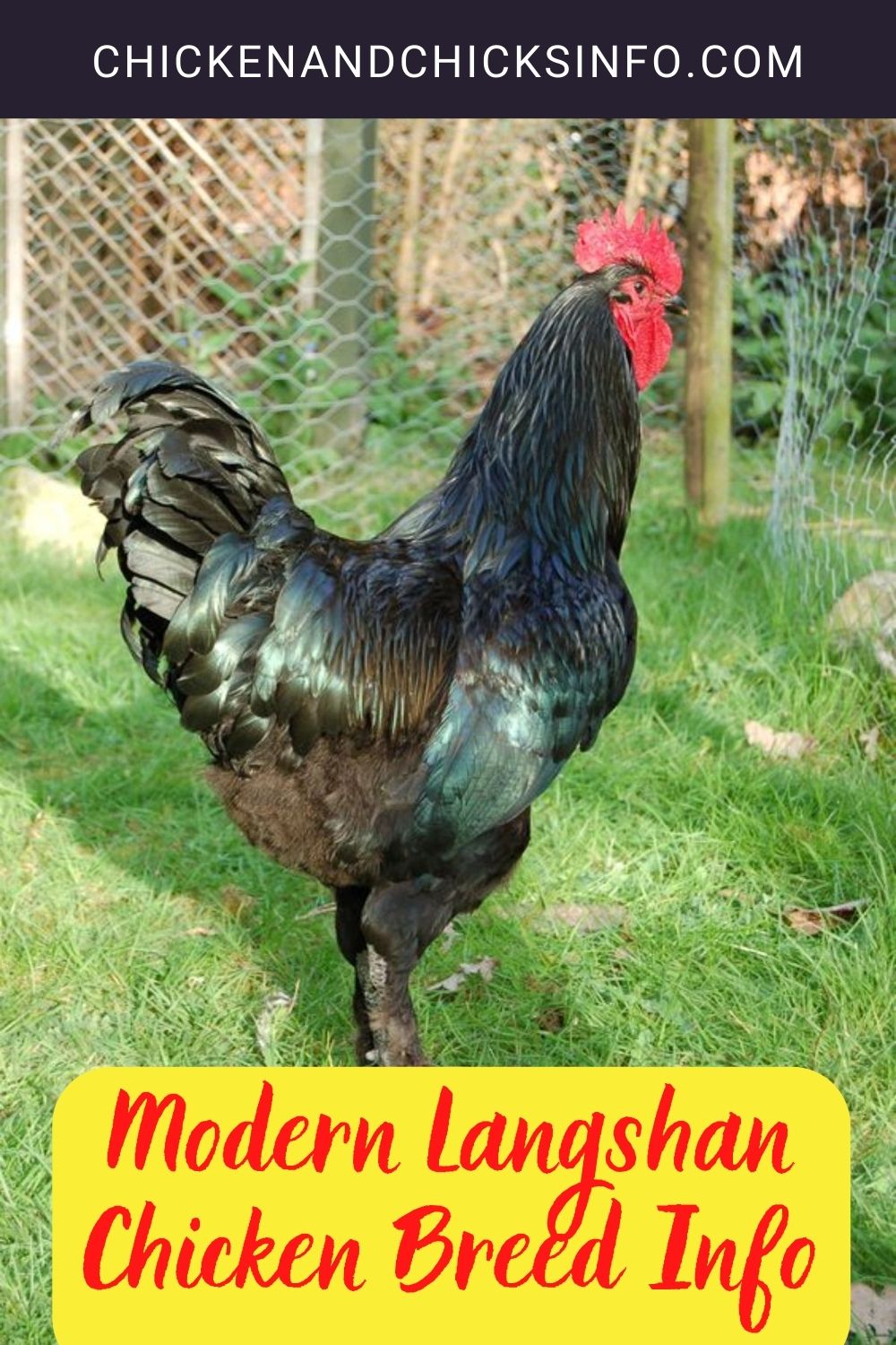 Modern Langshan Chicken Breed Info pinterest image.