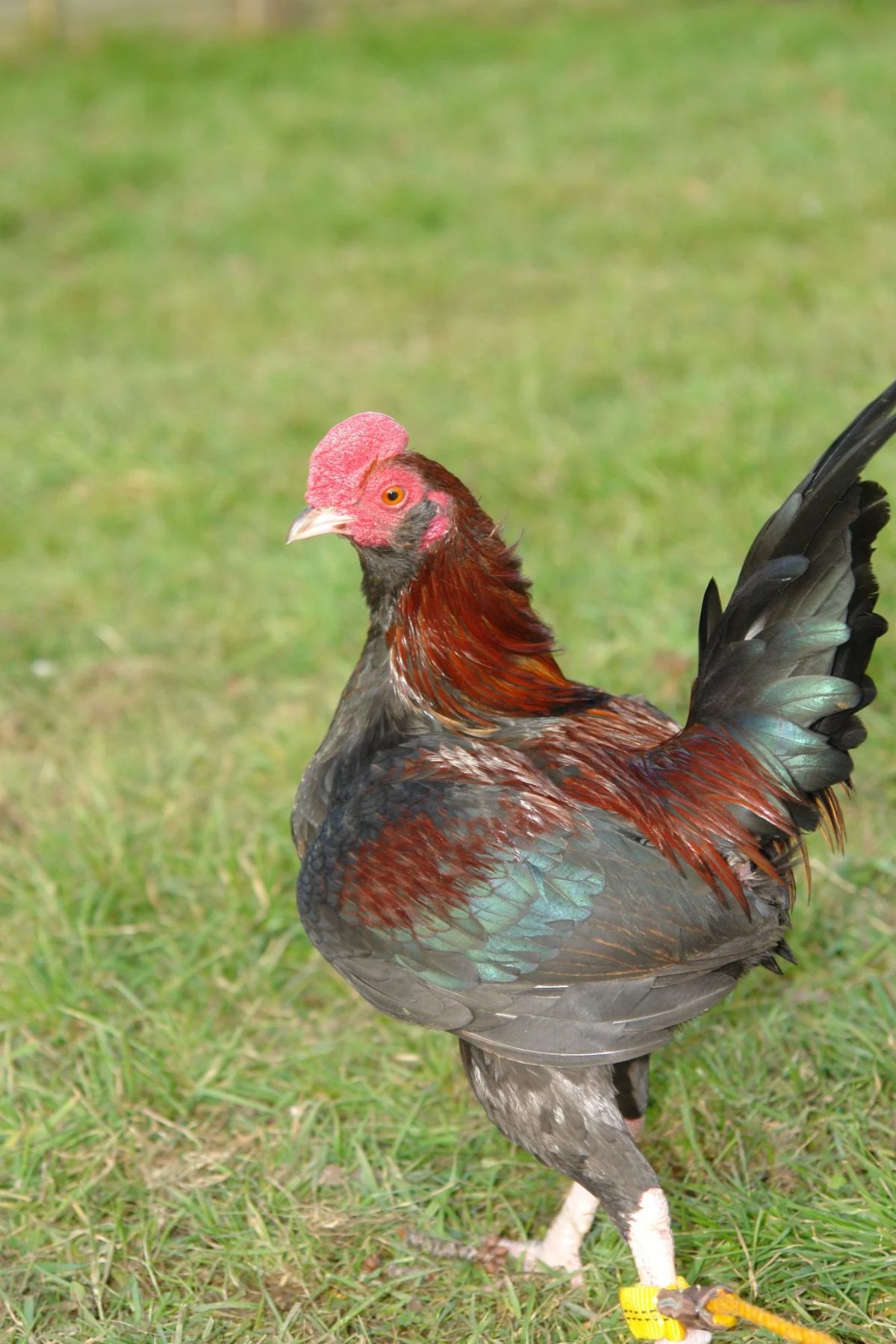 Adorable Muffed Old English Game rooster stands on green grass.