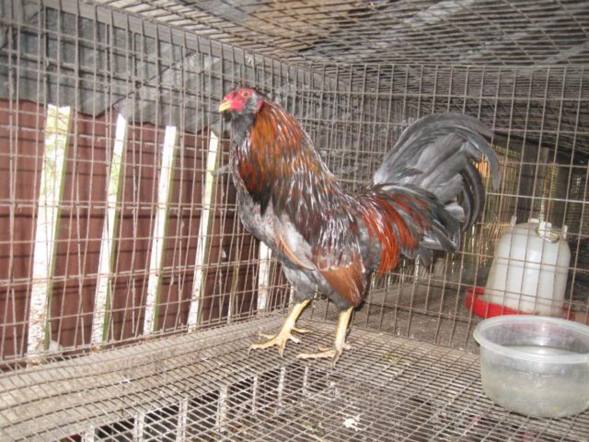 Muffed Old English Game rooster in a chicken cage.