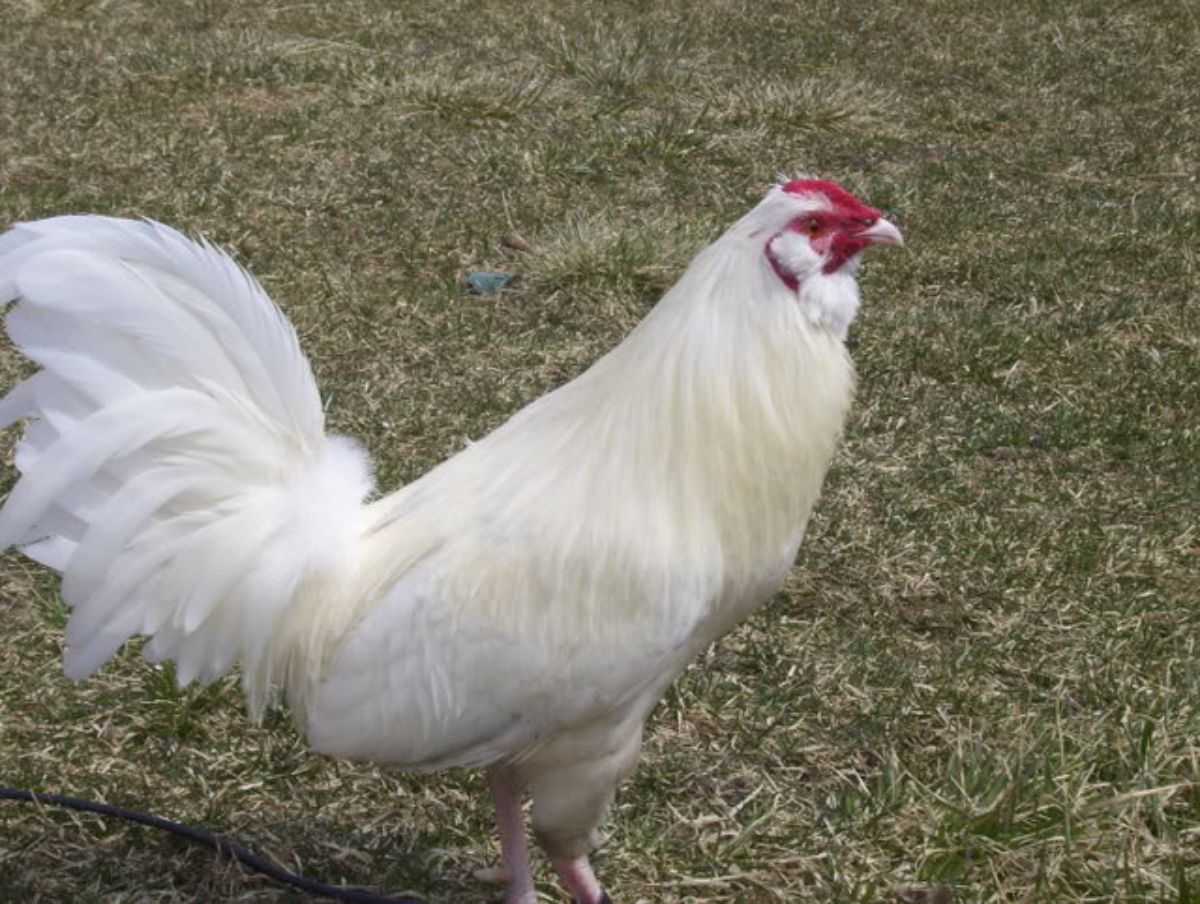 A white Muffed Old English Game rooster stands on a lawn.