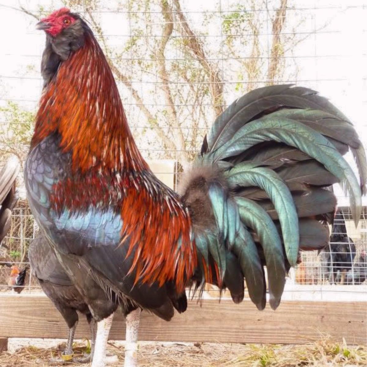 Ga Noi Chicken Breed Info Chicken Chicks Info Ga Noi Chicken Breed Info Chicken Chicks Info