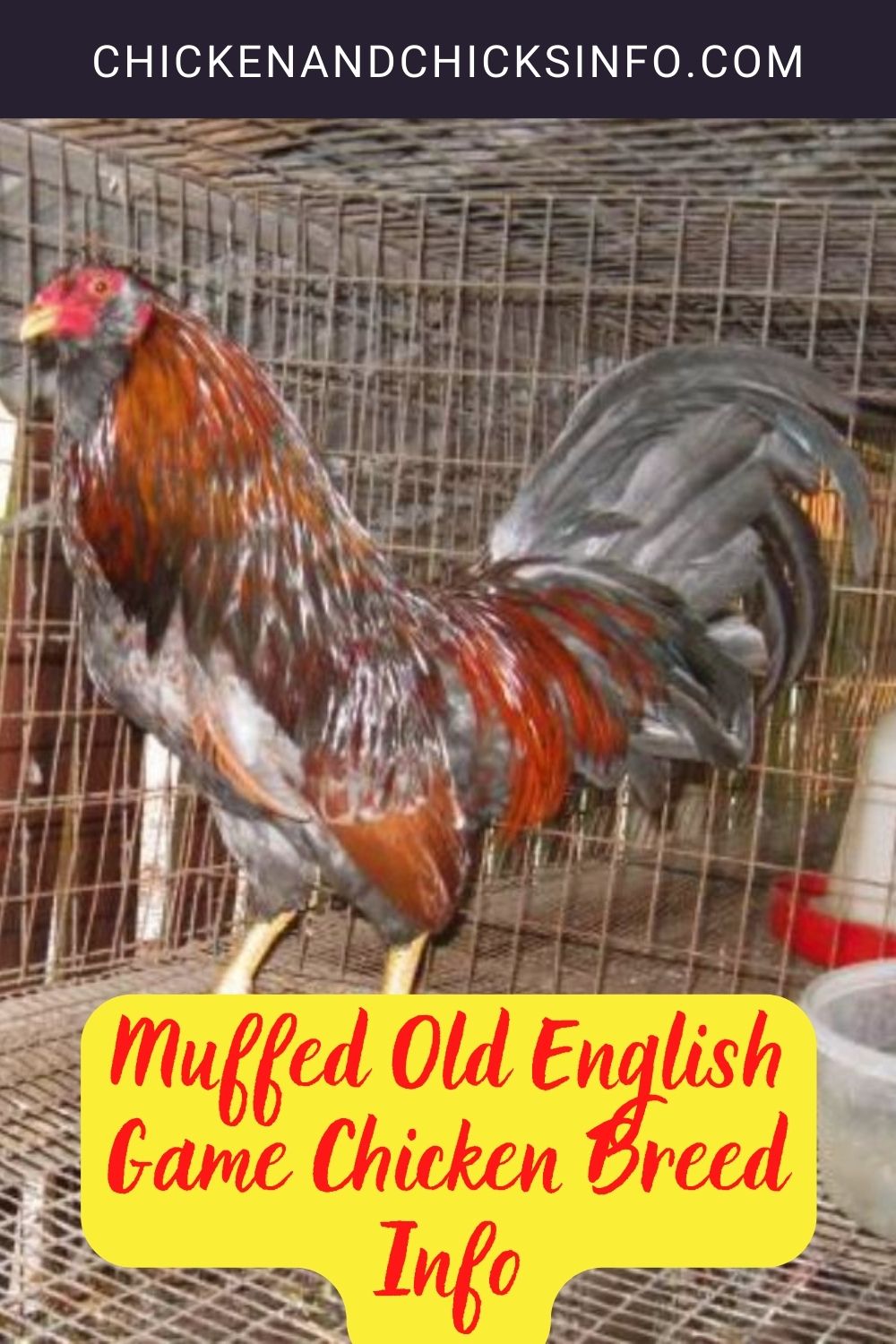 Muffed Old English Game Chicken Breed Info pinterest image.