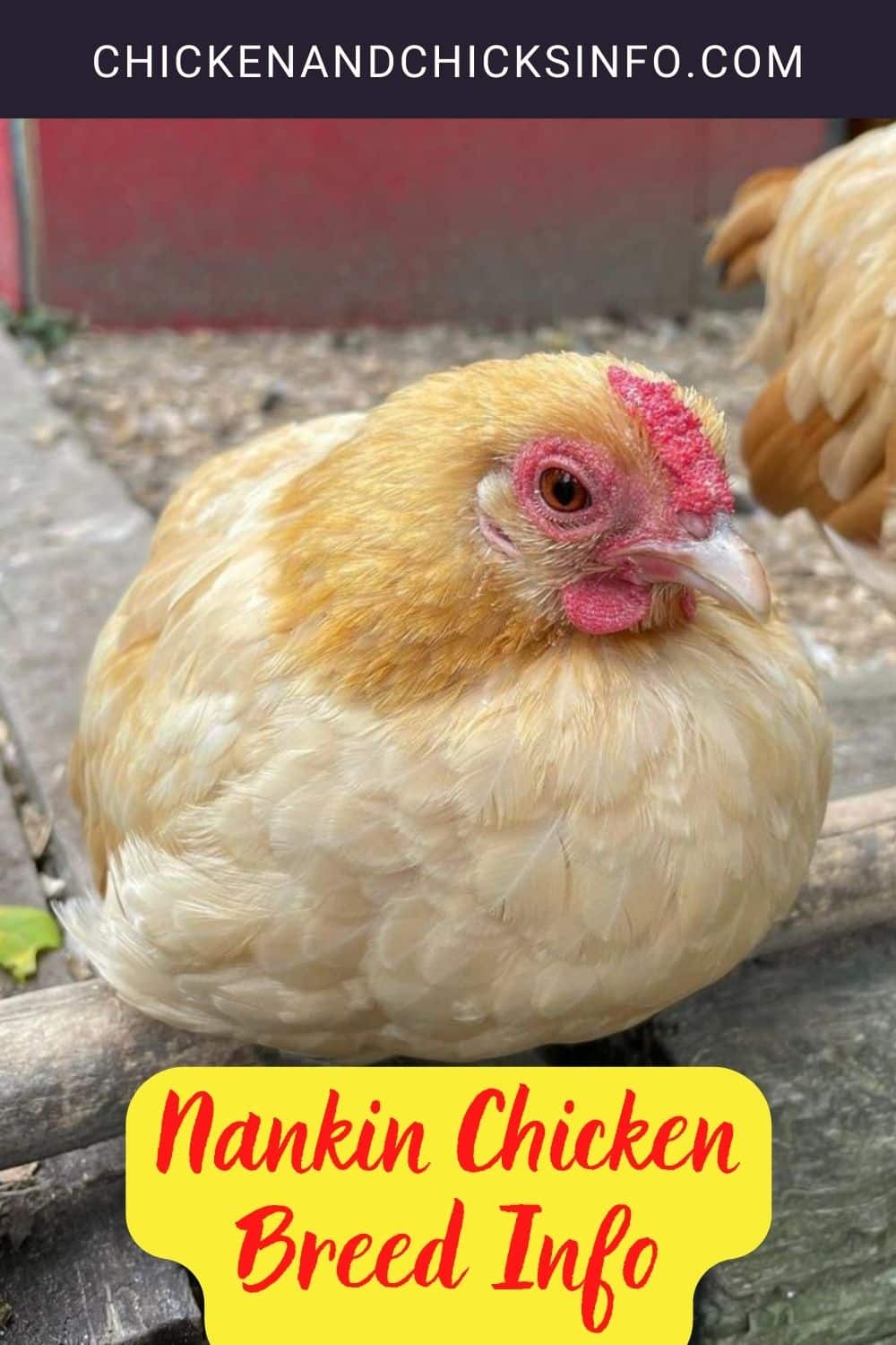 Nankin Chicken Breed Info pinterest image.