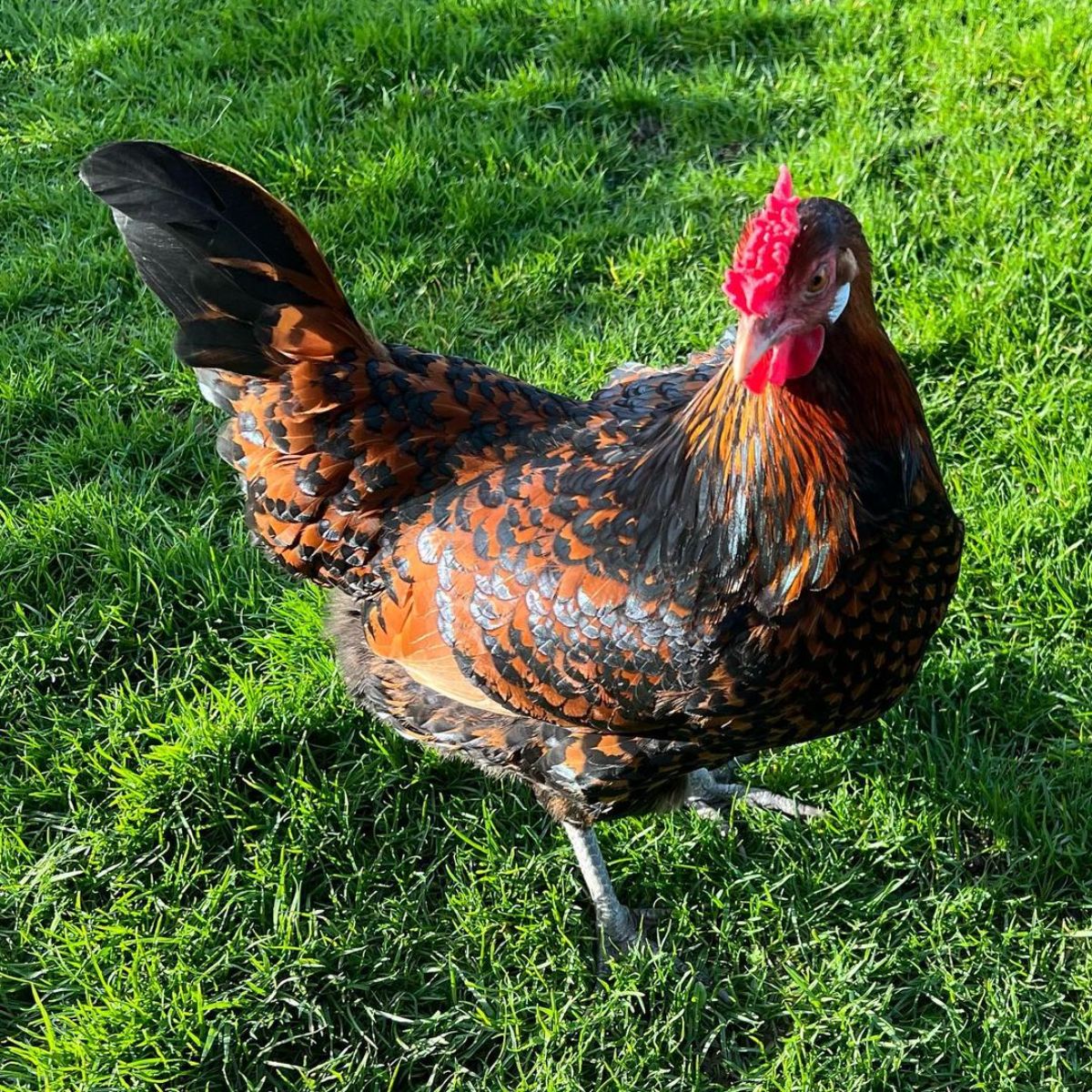 A beautiful gold Old English Pheasant Fowl hen on a green lawn.