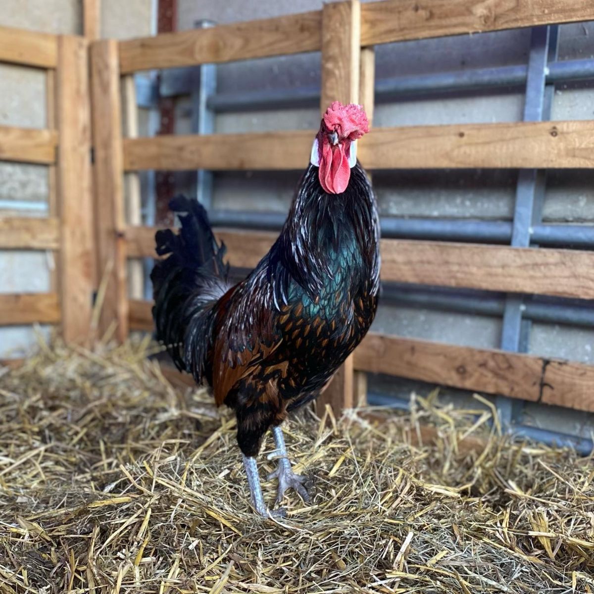An adorable gold Old English Pheasant Fowl rooster stands in a chicken coop.
