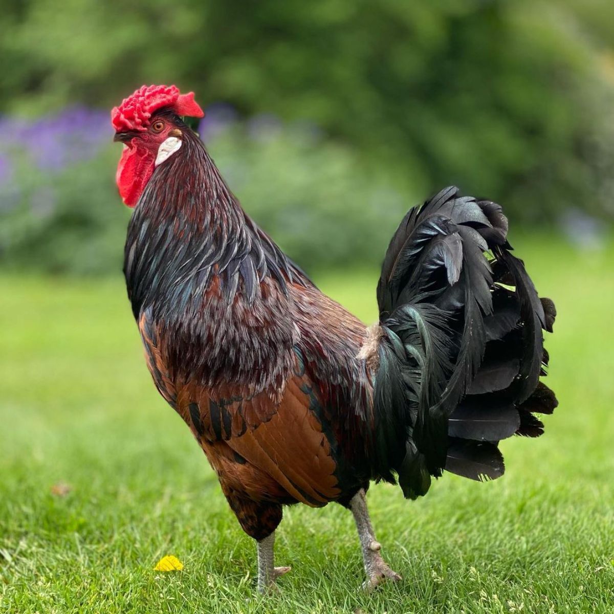 A beautiful gold Old English Pheasant Fowl rooster stands on green grass.
