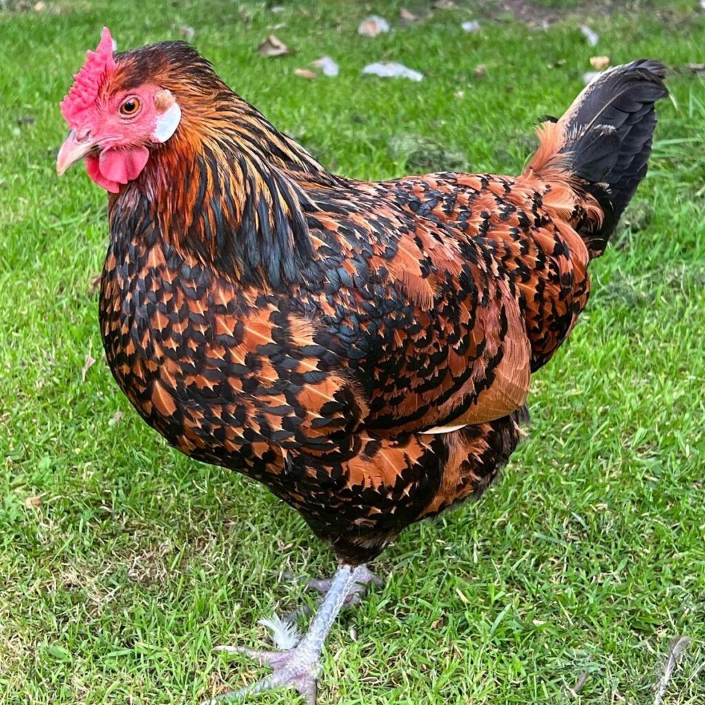 Brabanter Chicken Breed Info - Chicken &amp; Chicks Info