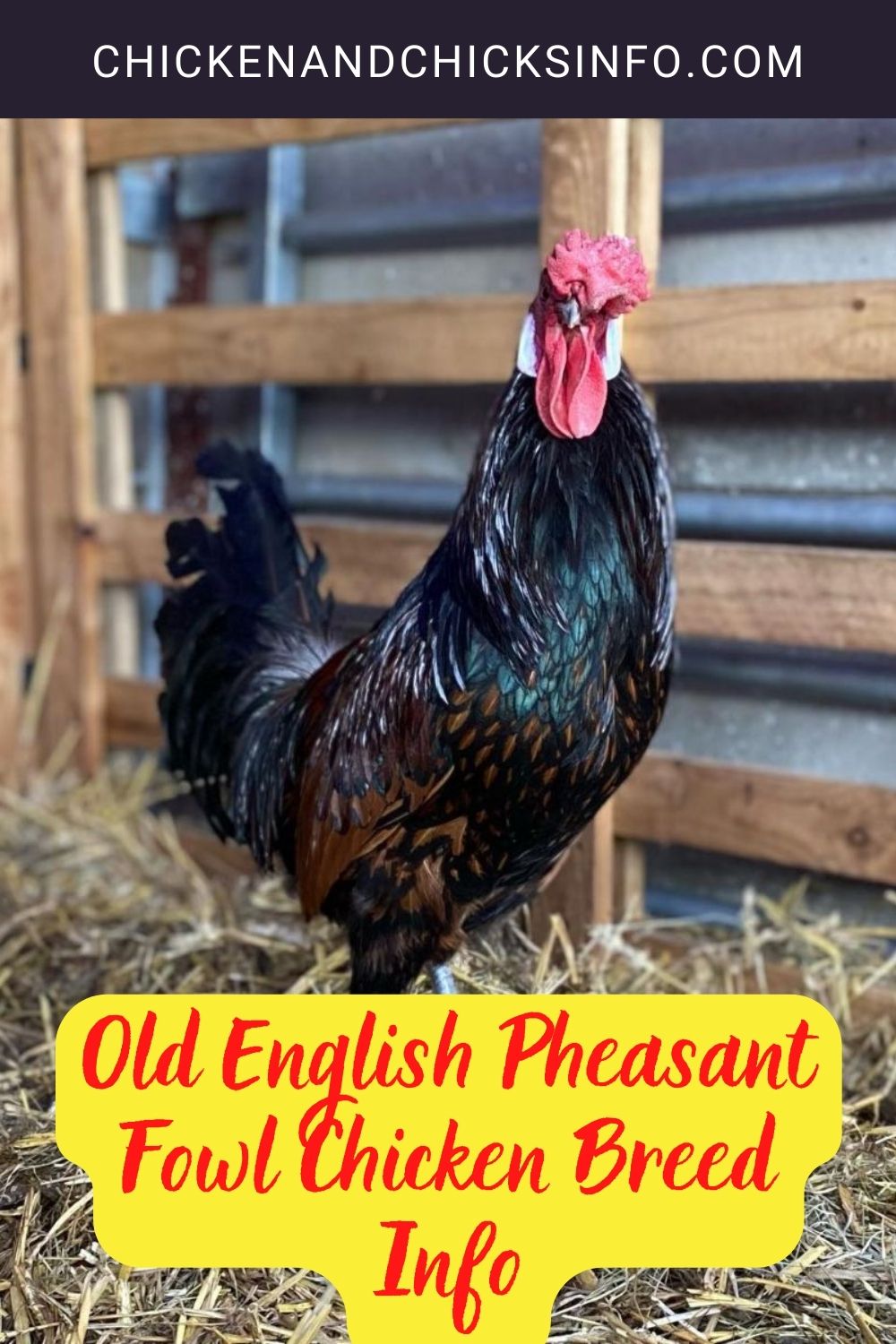 Old English Pheasant Fowl Chicken Breed Info pinterest image.