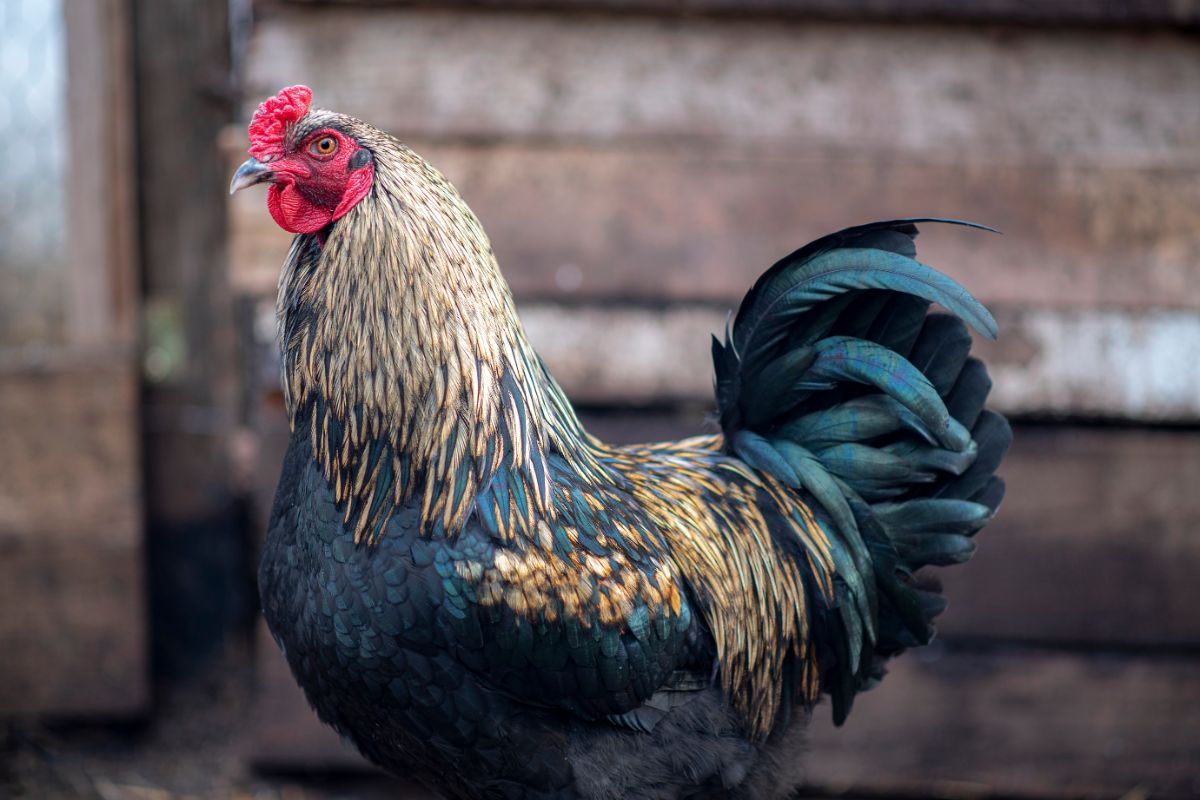 An Olive Egger rooster near a chicken coop.