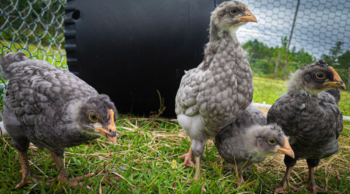 Four blue Olive Egger pullets in a backyard.