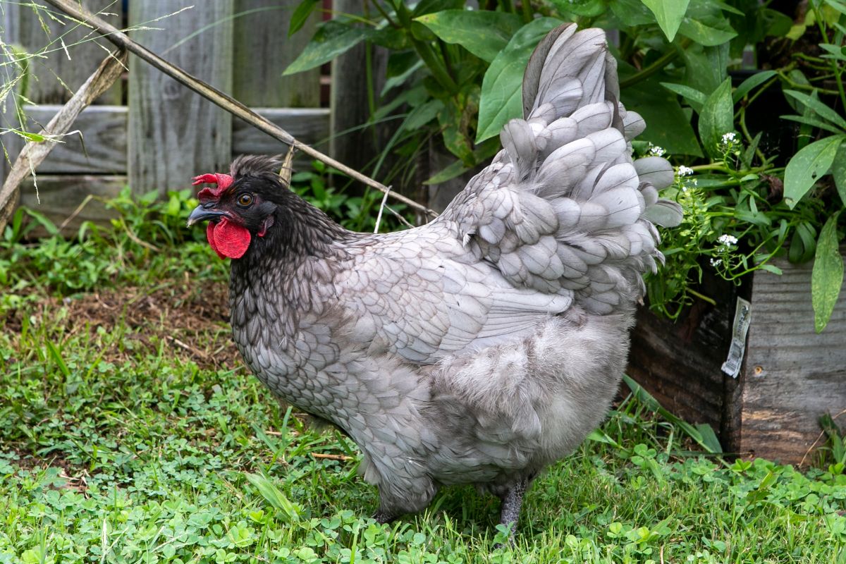 A blue Olive Egger hen wandering in a backyard.