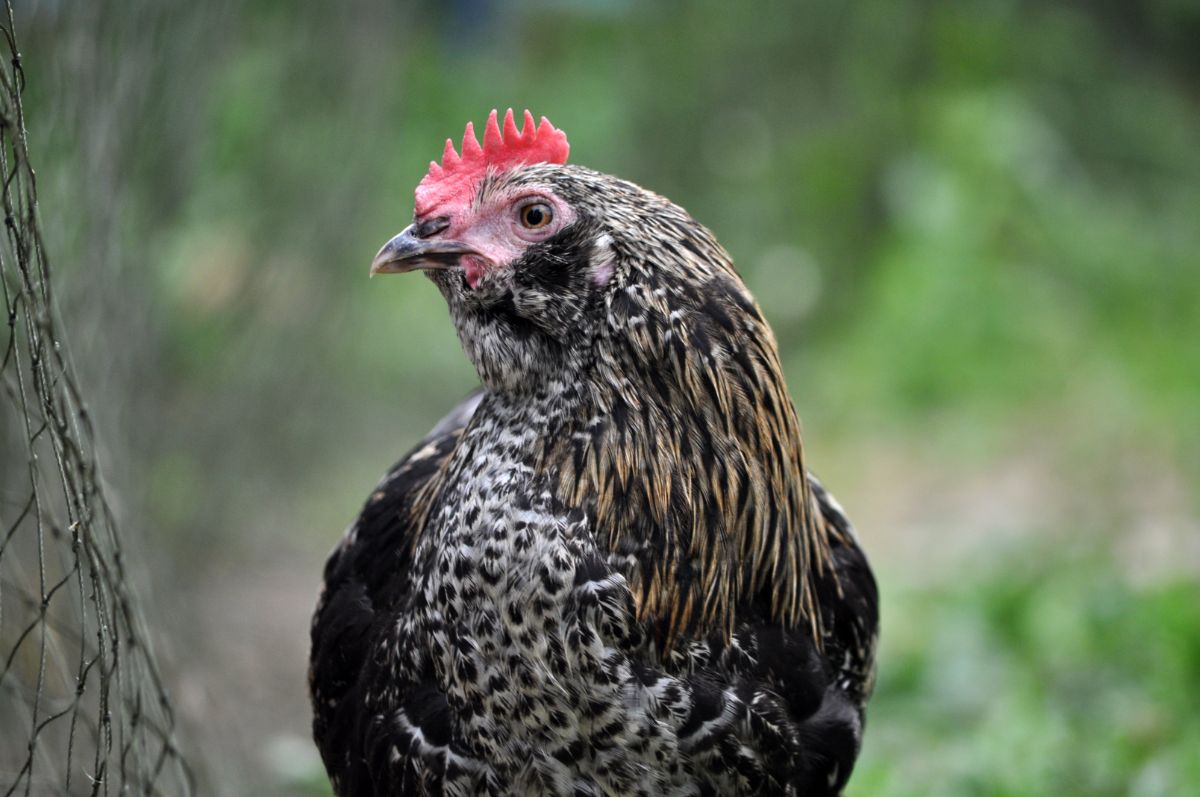 An adorable Olive Egger hen near a fence.