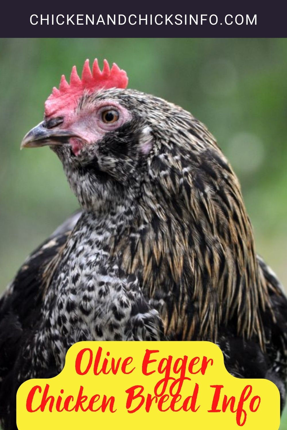 Olive Egger Chicken Breed Info + Where to Buy pinterest image.