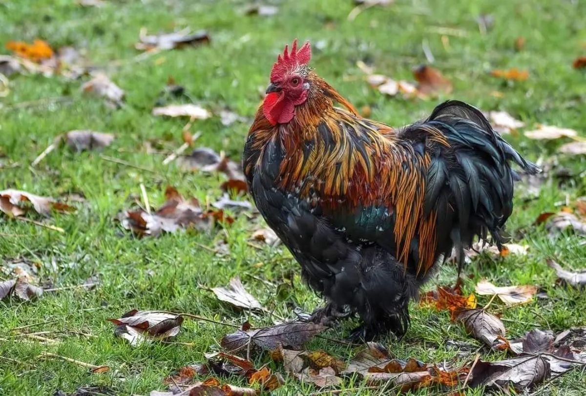An adorable colorful Pekin rooster stands on a green lawn.