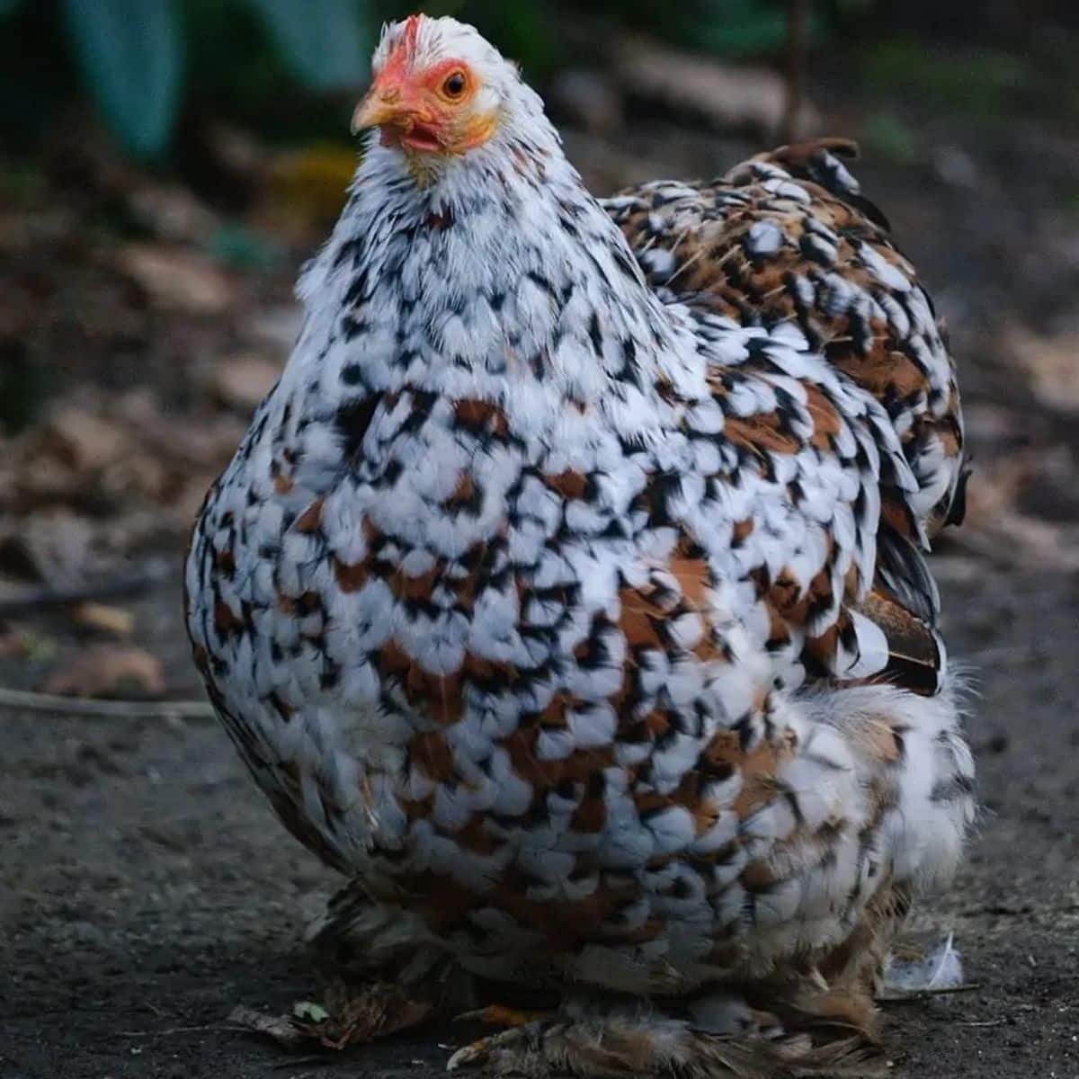 An adorable mottled Pekin hen stands in a backyard.