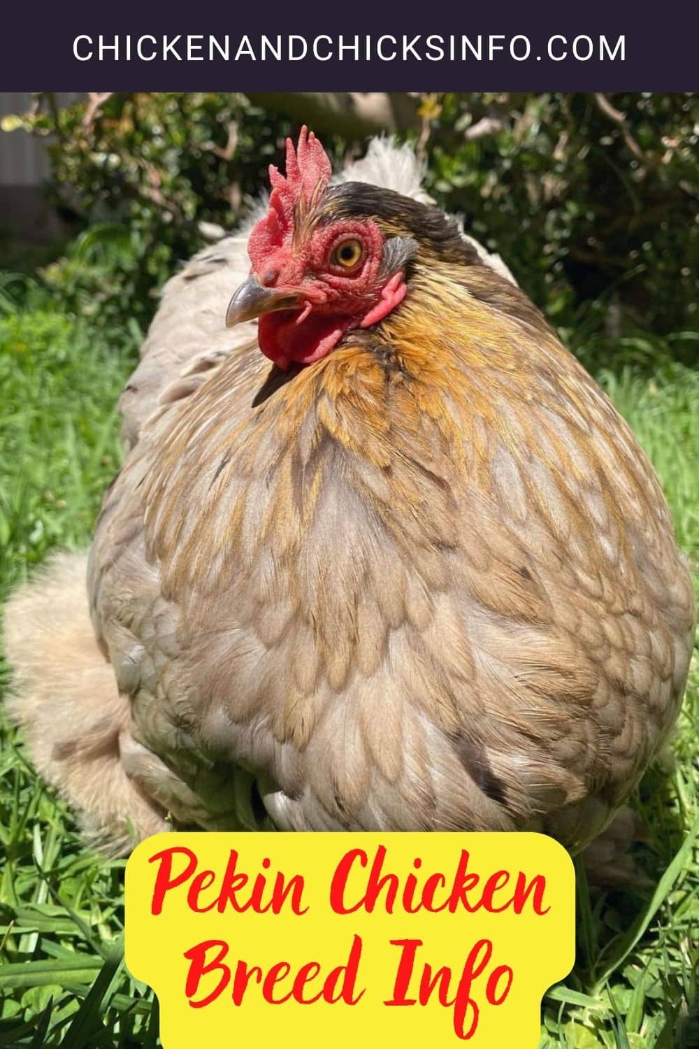 Pekin Chicken Breed Info pinterest image.