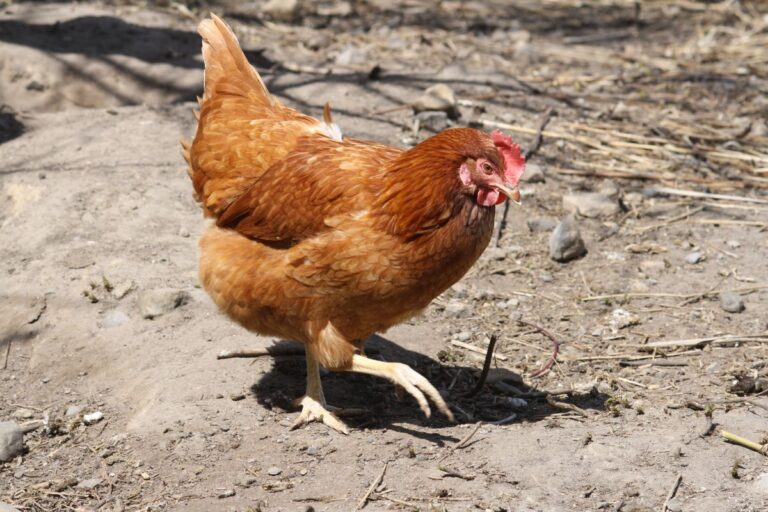 Red Sex Link Chicken Breed Info Where To Buy Chicken And Chicks Info