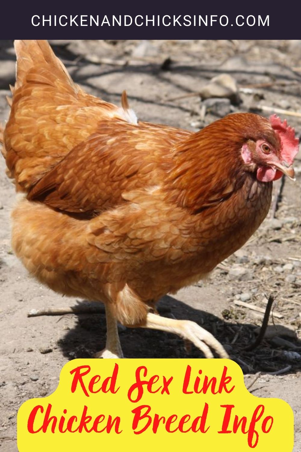 Red Sex Link Chicken Breed Info + Where to Buy pinterest image.