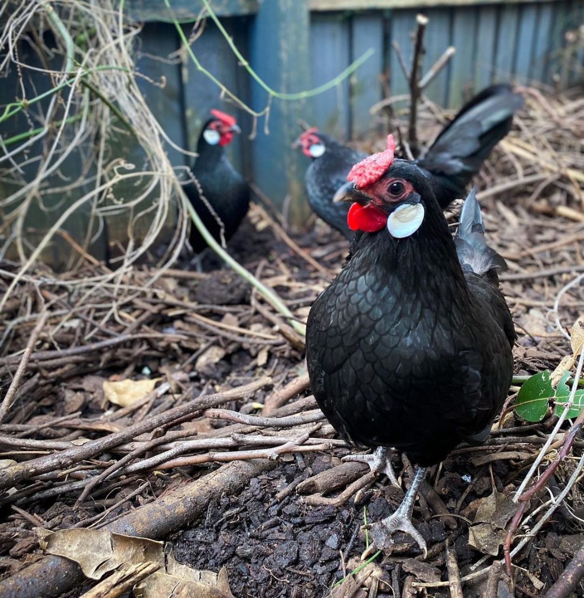 Three adorable Rosecomb hens wandering in a backyard.