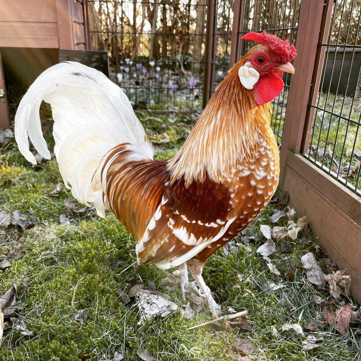 An adorable white.brown Rosecomb rooster in a chicken coop.