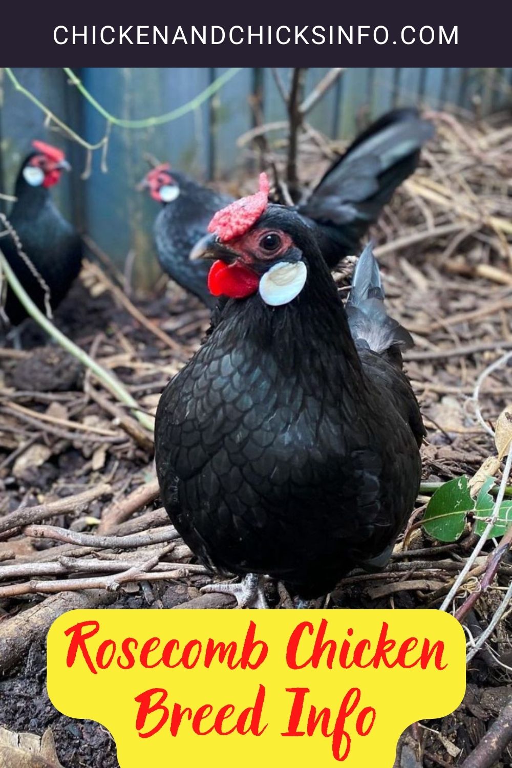 Rosecomb Chicken Breed Info + Where to Buy pinterest image.