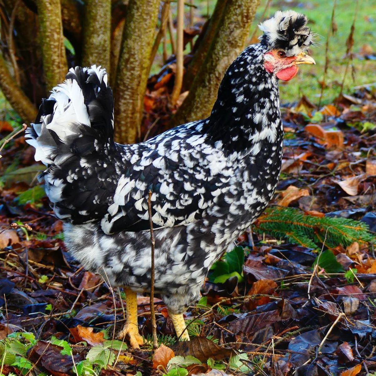 A beautiful mottled Sanjak Longcrower stands in a backyard covered by fallen leaves.