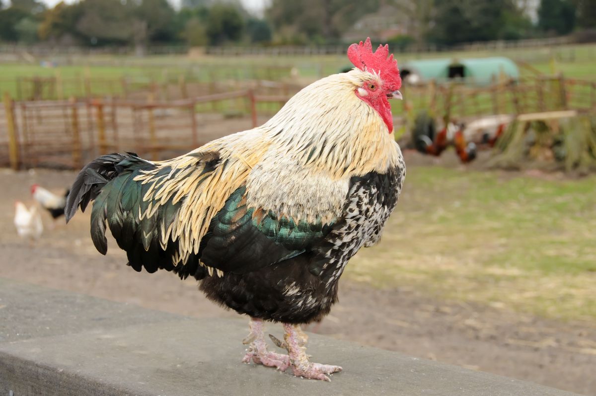 A black and white Scots Dumpy rooster stands on a concrete block.