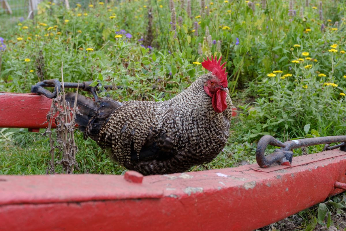 A barred Scots Dumpy rooster wanders in a backyard.