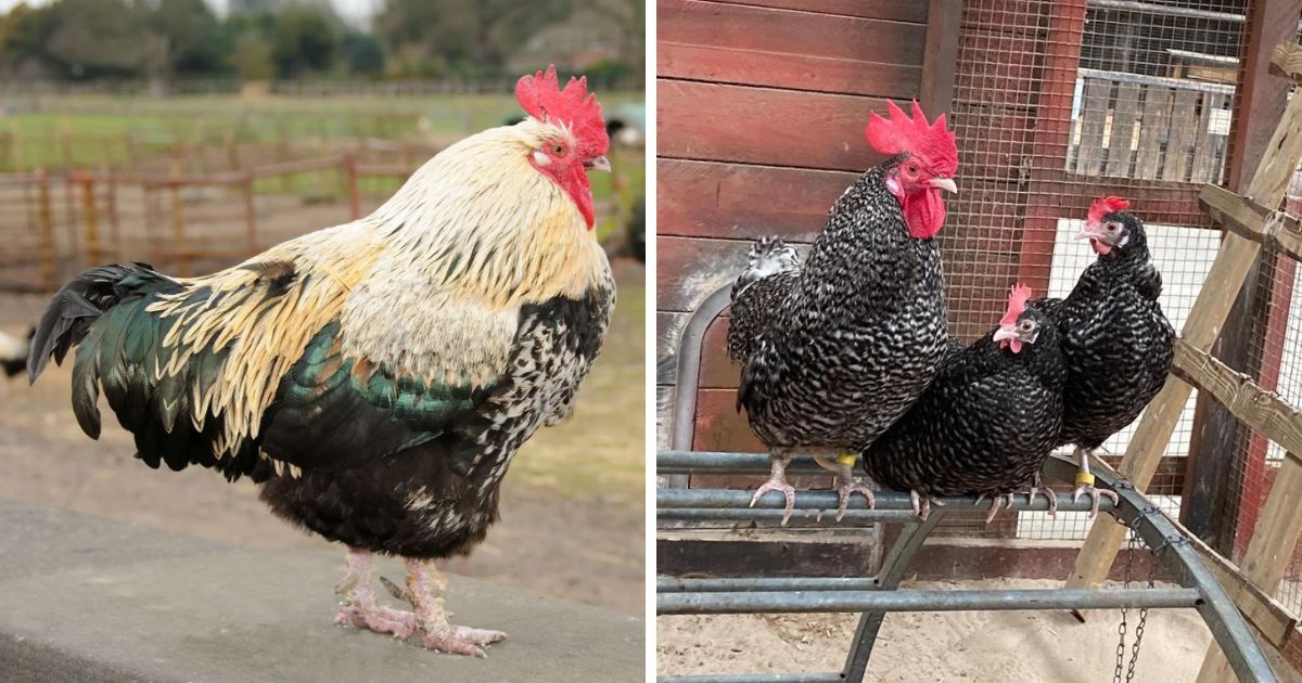 Scots Dumpy Chicken Breed Info Chicken & Chicks Info
