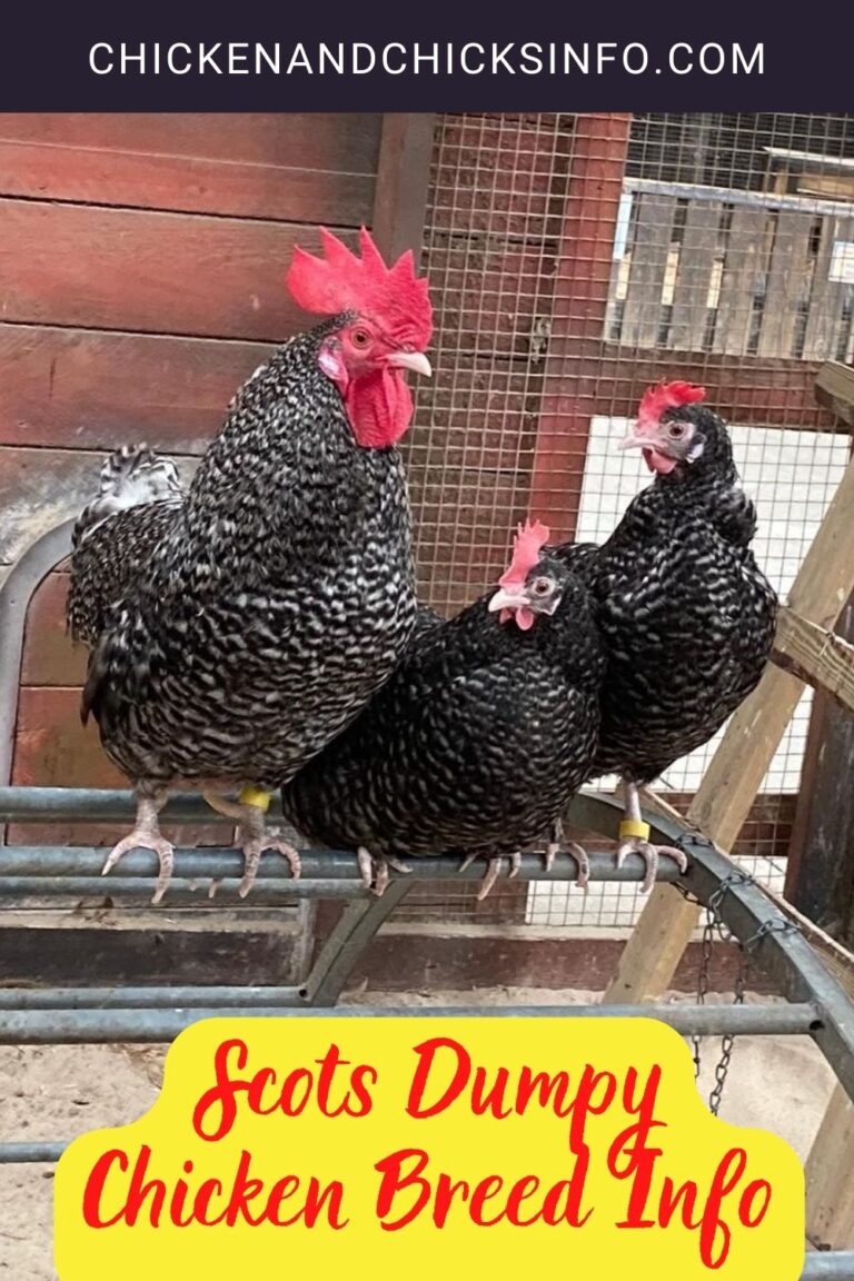Scots Dumpy Chicken Breed Info Chicken & Chicks Info