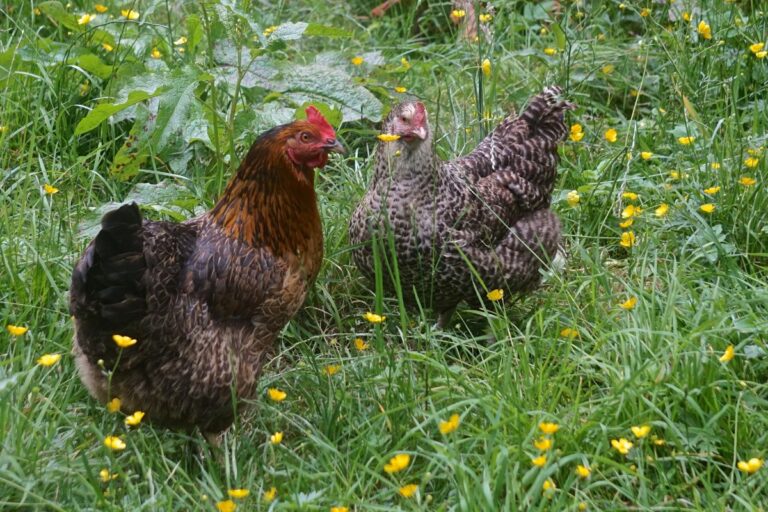 Scots Grey Chicken Breed Info - Chicken & Chicks Info