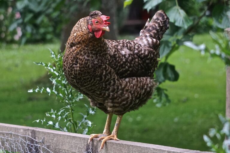 Scots Grey Chicken Breed Info - Chicken & Chicks Info