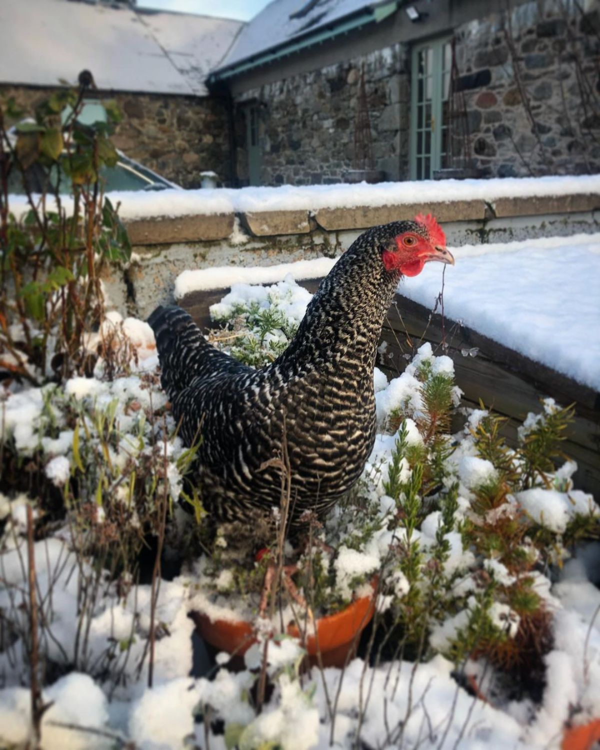 A barred Scots Grey hen stands in a herb garden.