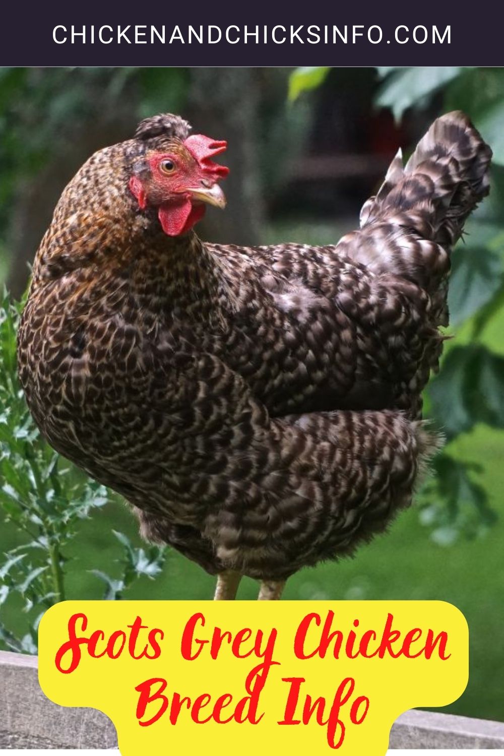 Scots Grey Chicken Breed Info pinterest image.